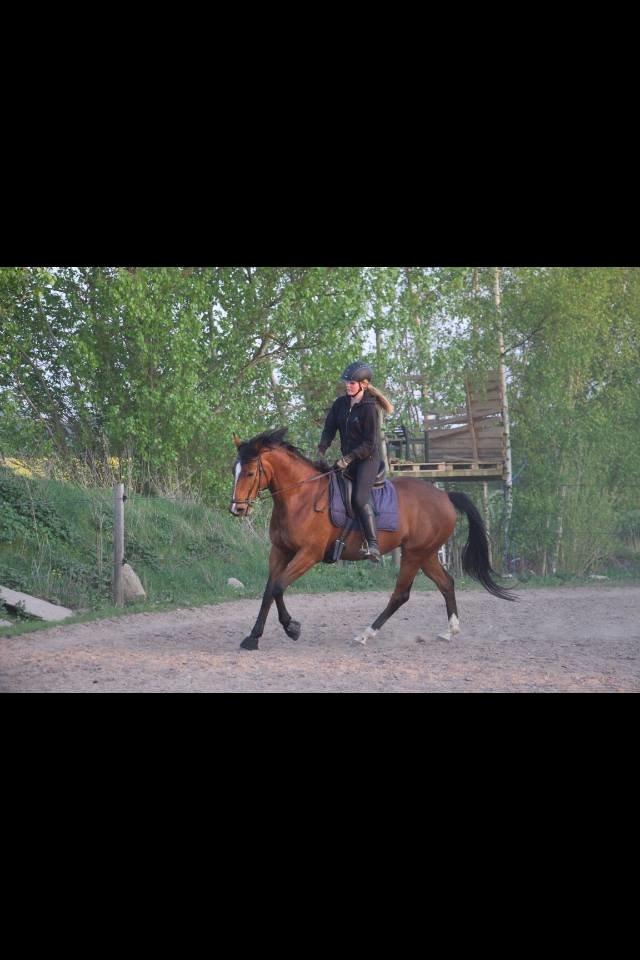 Dansk Varmblod Elektra Lysegård billede 4