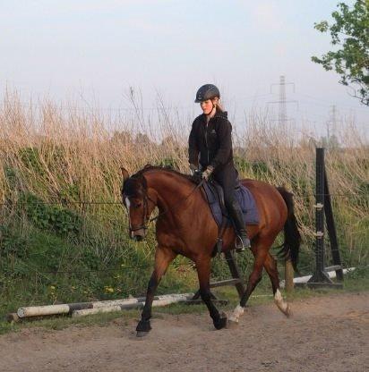 Dansk Varmblod Elektra Lysegård billede 1
