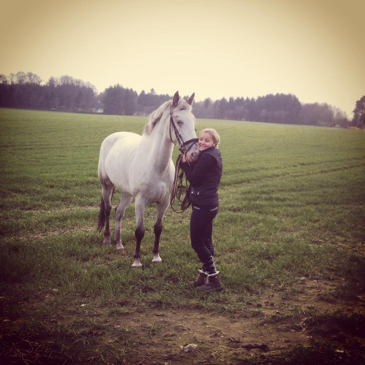 Knabstrupper Belle (Pippi) billede 6