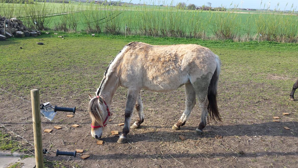 Anden særlig race Donna RIP billede 14