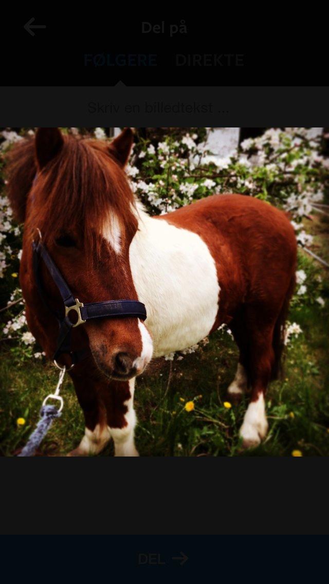 Shetlænder Dalagers Taz billede 21