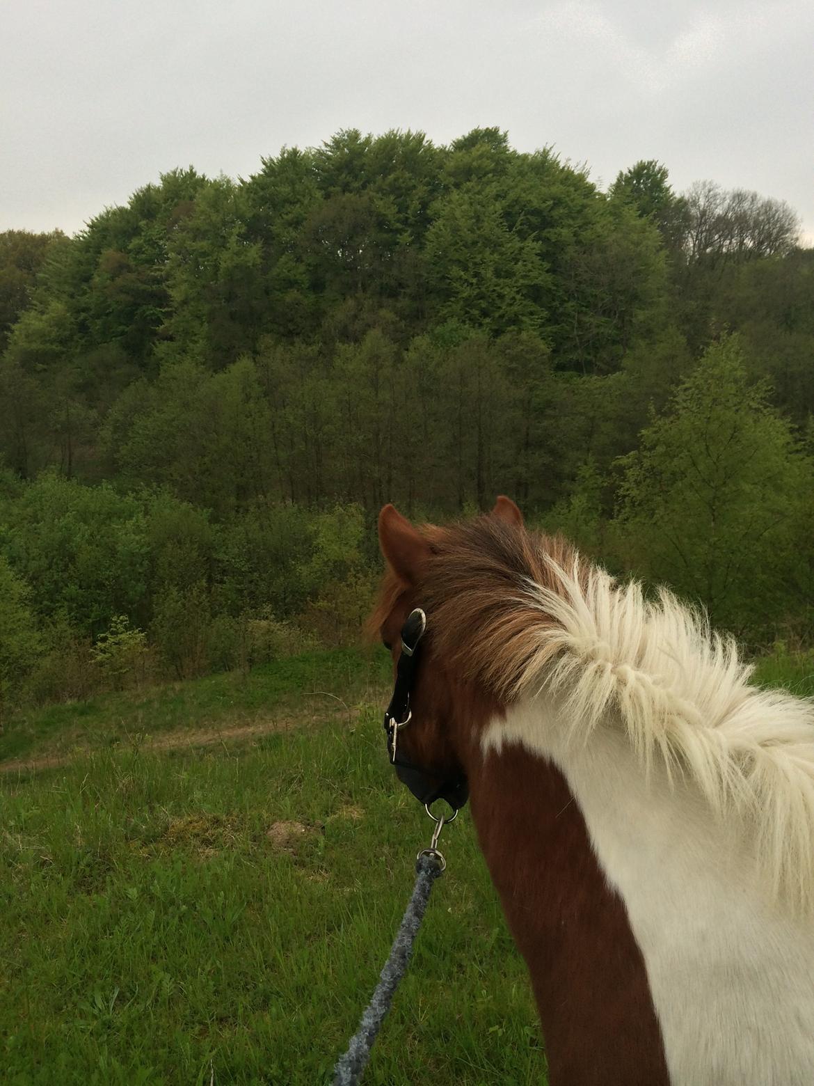 Shetlænder Dalagers Taz billede 22