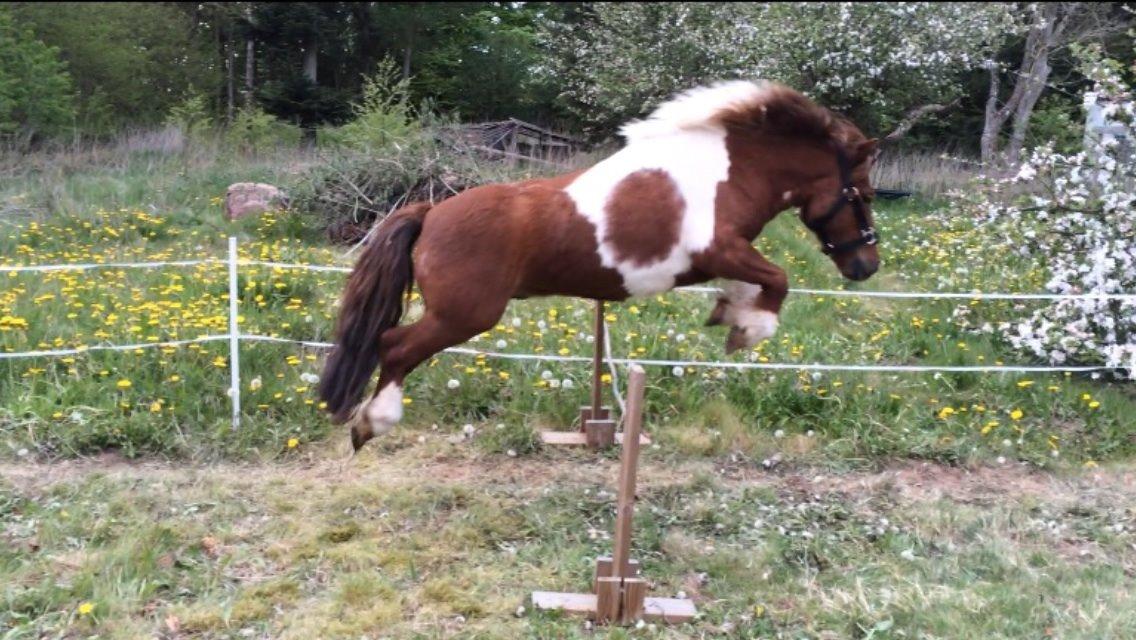 Shetlænder Dalagers Taz billede 23