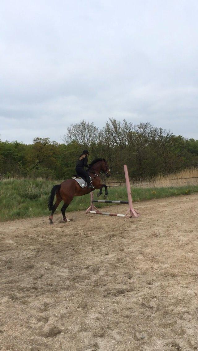 Oldenborg Krattetings Tresornell billede 17