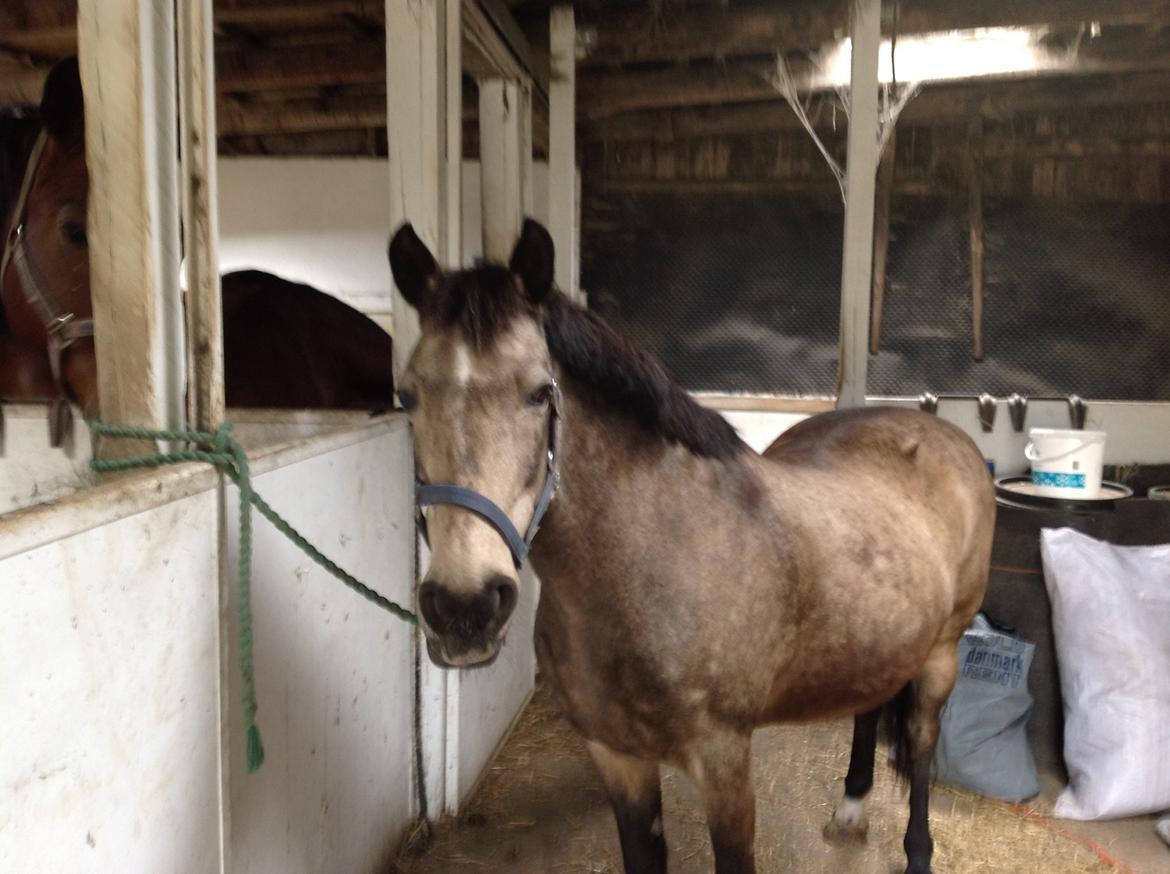 Anden særlig race Freja billede 1