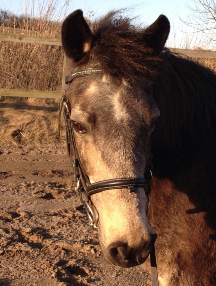 Anden særlig race Freja billede 2