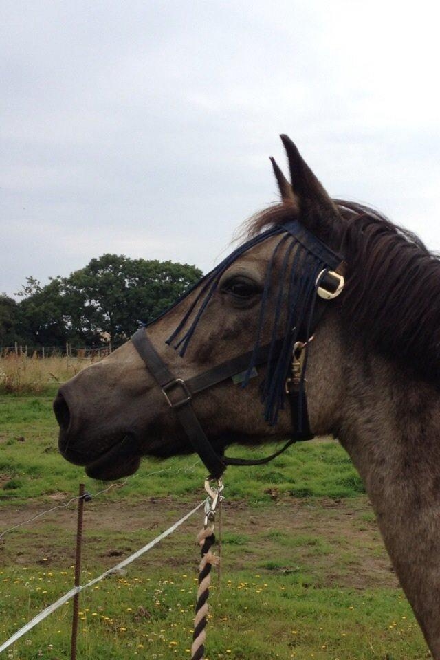 Anden særlig race Freja billede 4