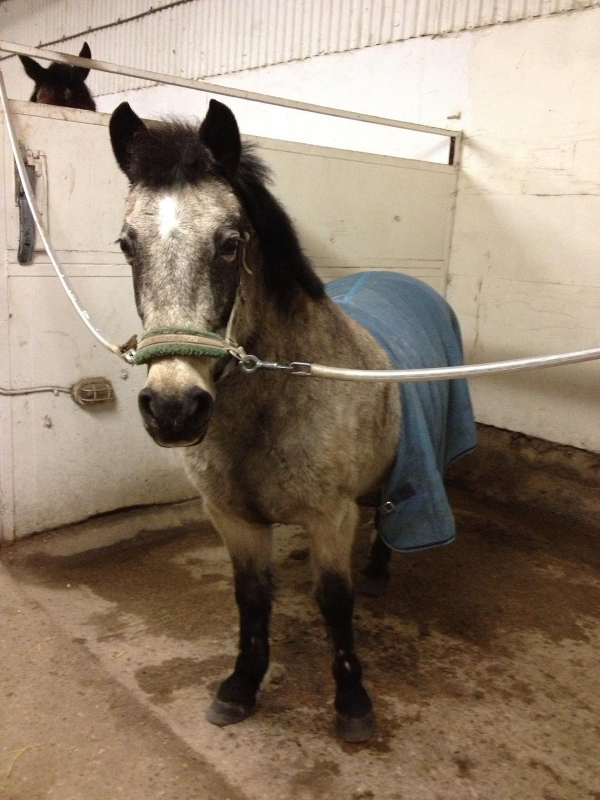 Anden særlig race Freja billede 6