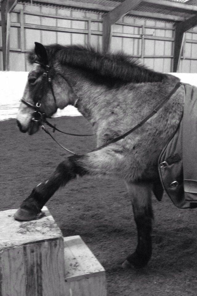 Anden særlig race Freja billede 7