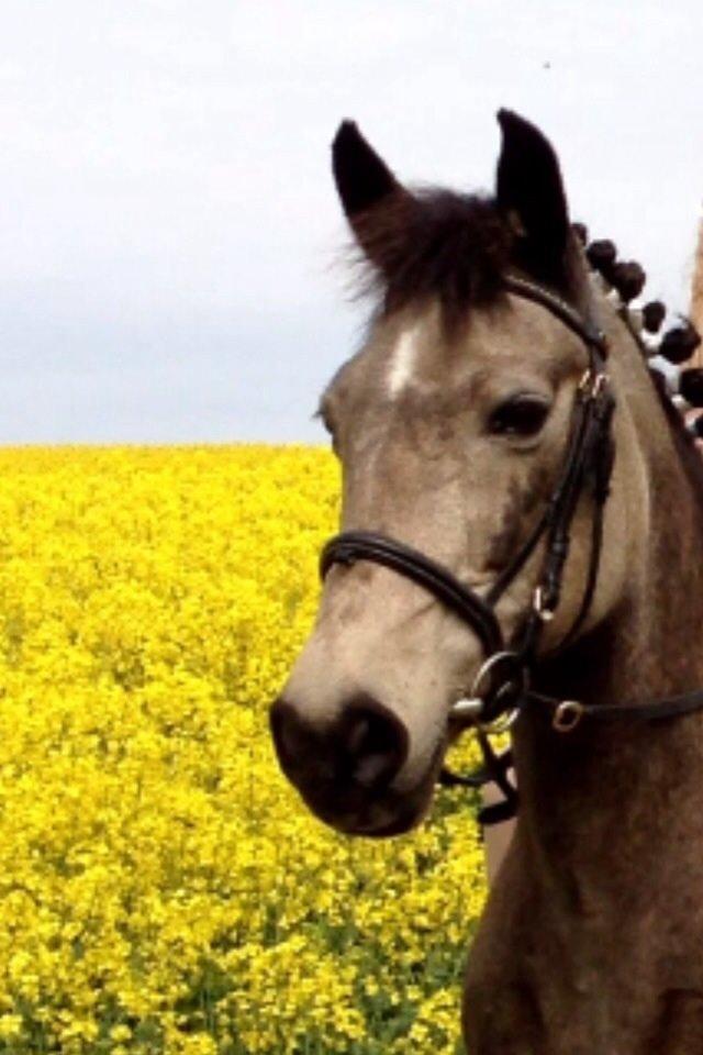 Anden særlig race Freja billede 9