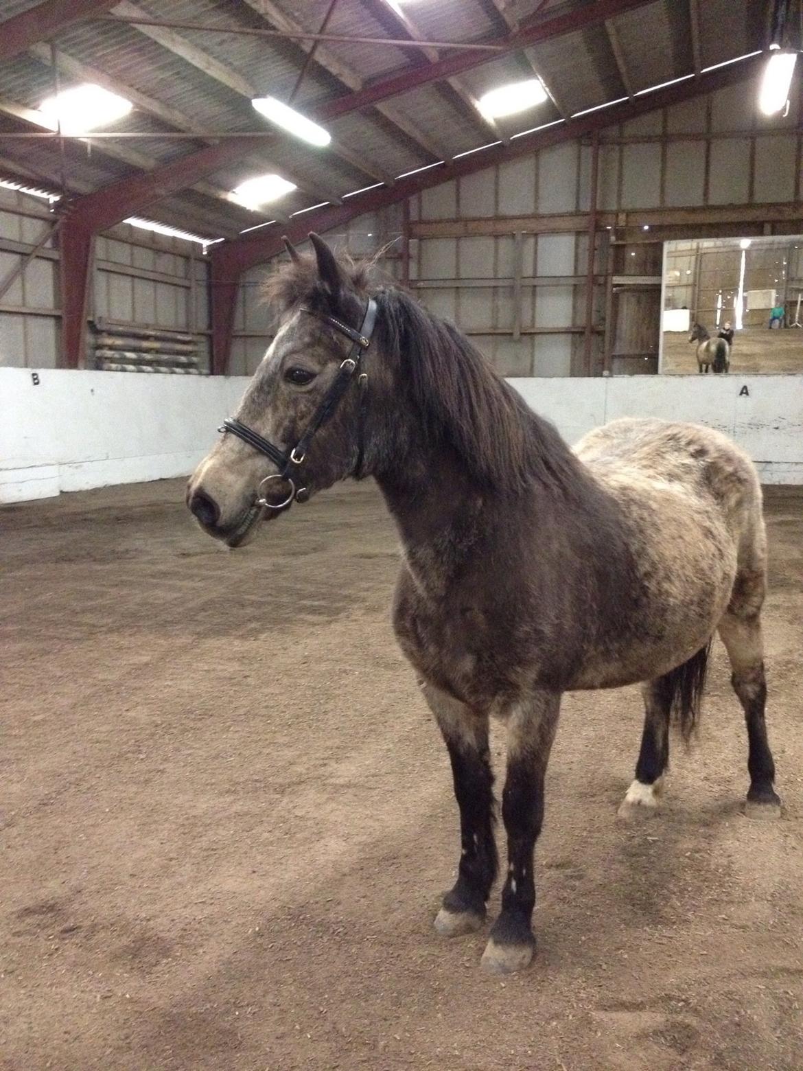 Anden særlig race Freja billede 10