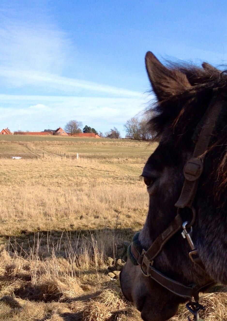 Anden særlig race Freja billede 11