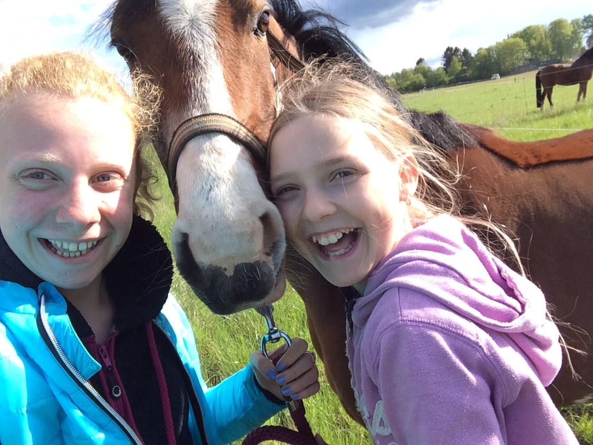 Tysk Sportspony Nike  - SØD PONY!! billede 19