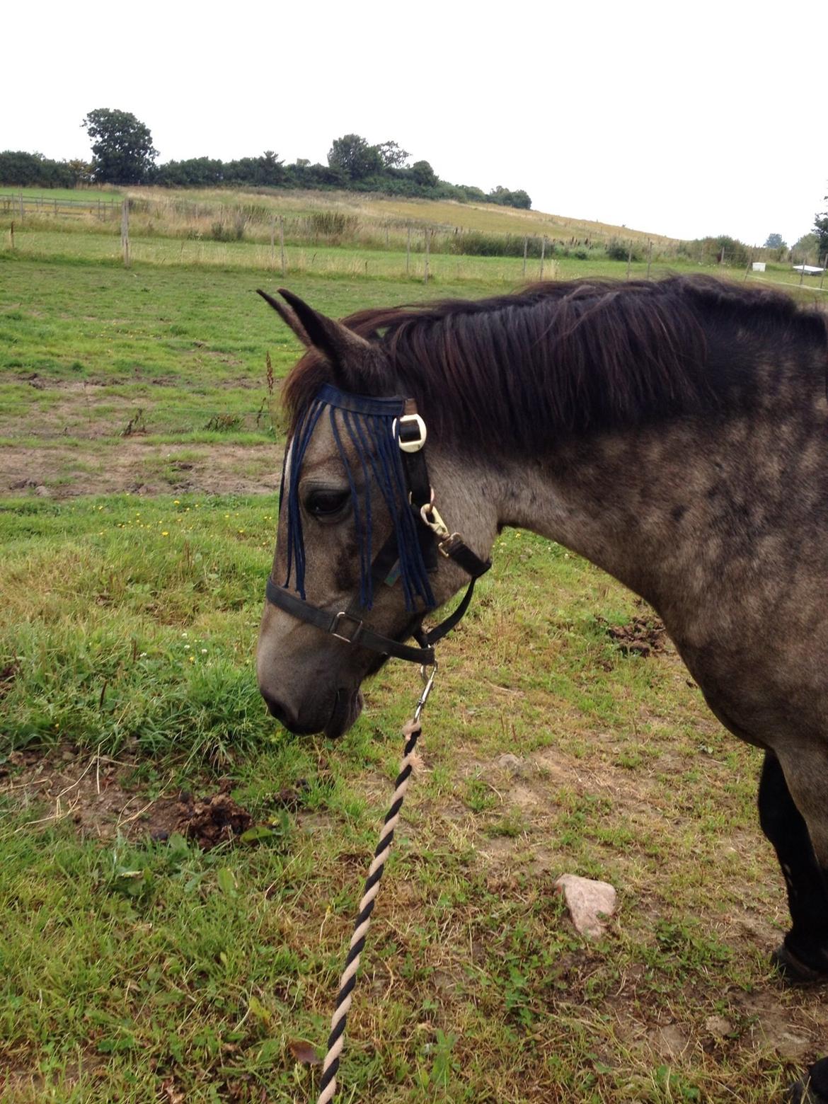 Anden særlig race Freja billede 12