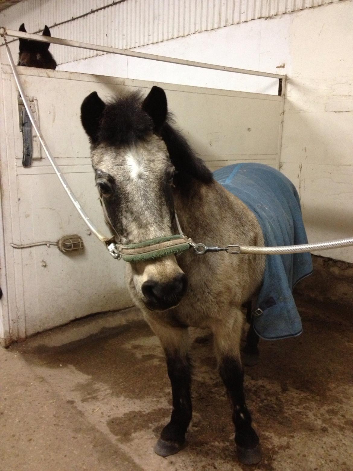 Anden særlig race Freja billede 13