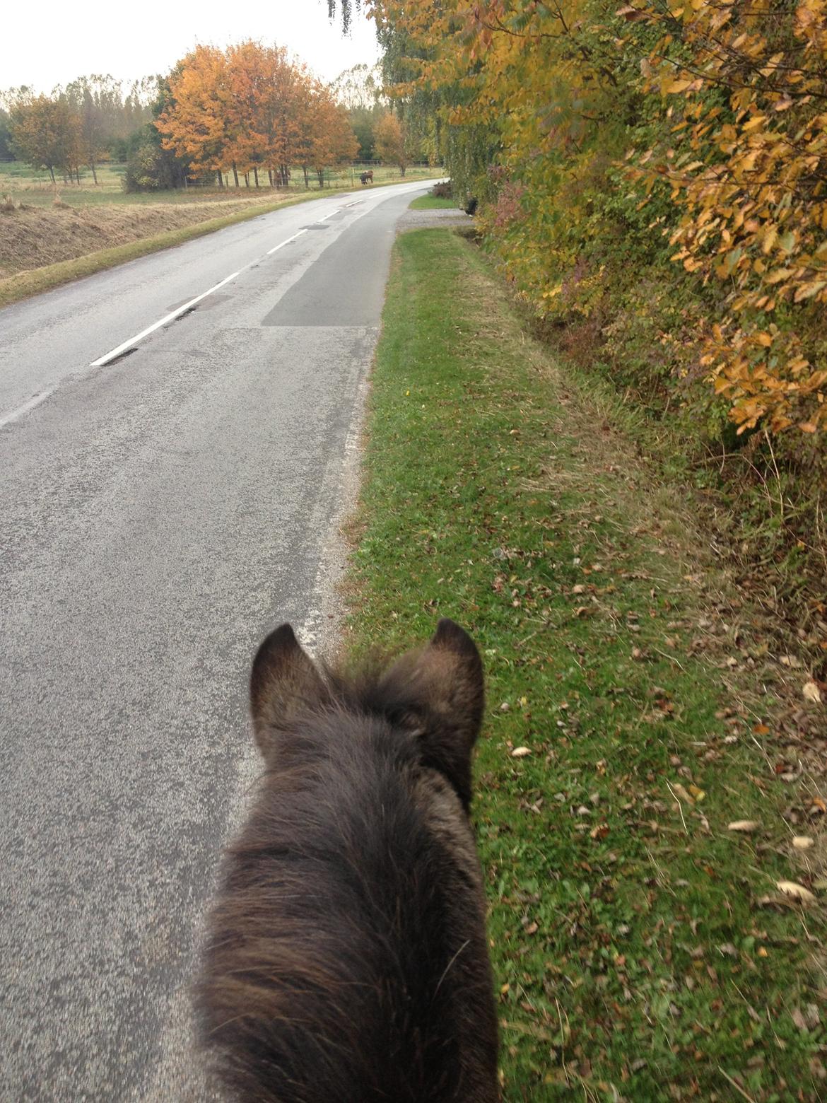 Anden særlig race Freja billede 14