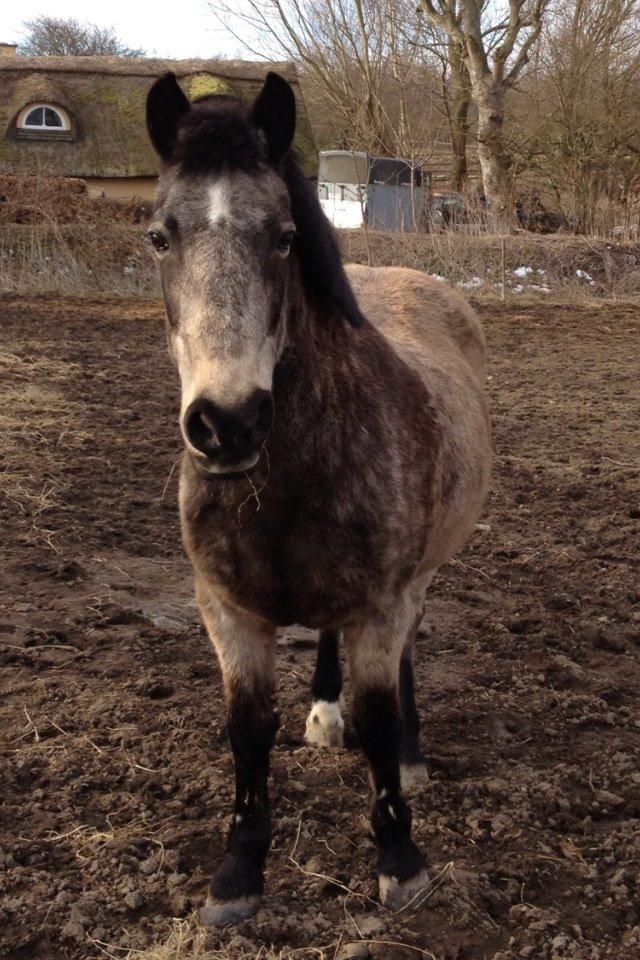 Anden særlig race Freja billede 16
