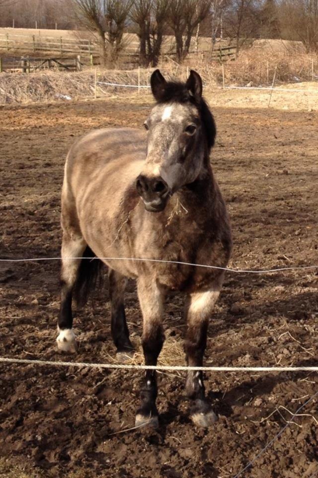 Anden særlig race Freja billede 17