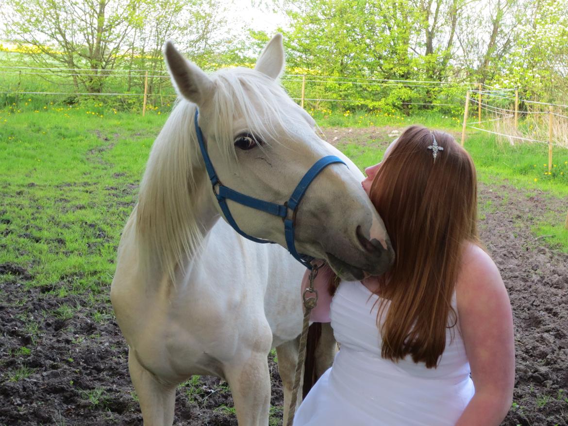 Palomino MiTho`s Diablo Blanco billede 37