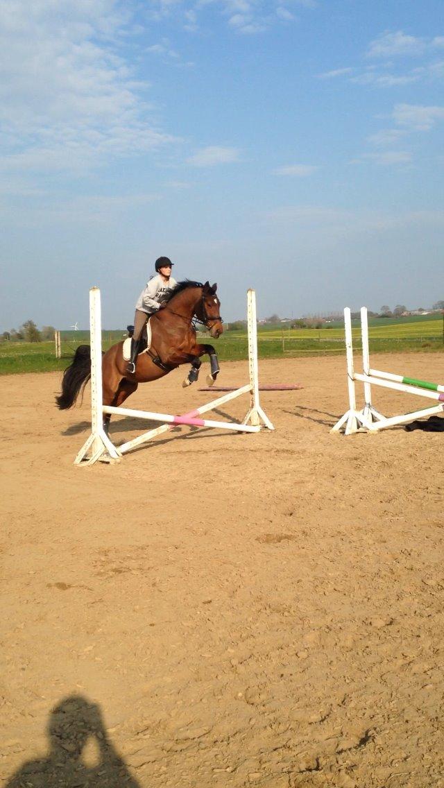 Dansk Varmblod Kashmir af Karlsminde - Søs og Kashmir billede 24