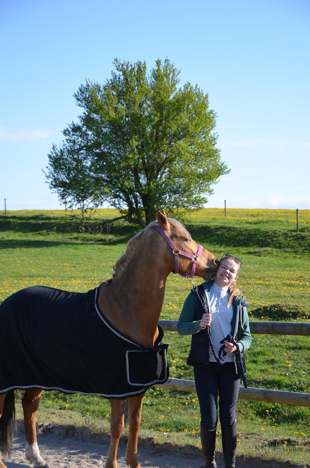 Hollandsk Sportspony Golden Star * B-pony* - Et kys - siger mere end 1000 ord! billede 22