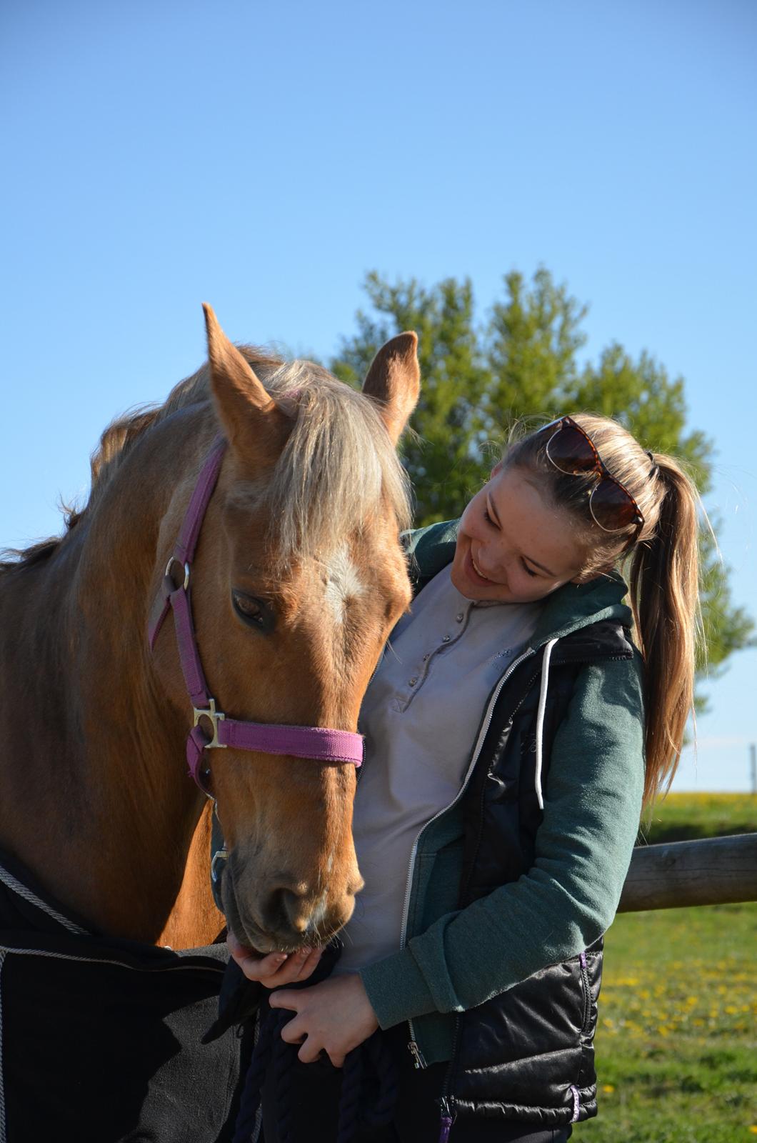 Hollandsk Sportspony Golden Star * B-pony* - Når jeg kigger på dig kan jeg ikke lade vær med at smile! billede 26