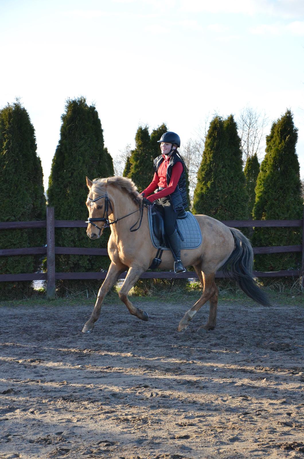 Hollandsk Sportspony Golden Star * B-pony* - Lidt galop træning  billede 12