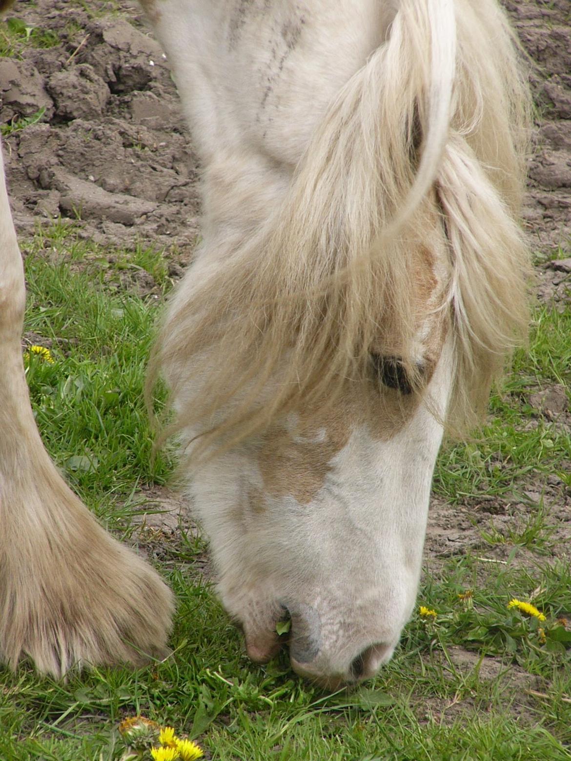 Irish Cob Abildgaards Bambi. billede 12