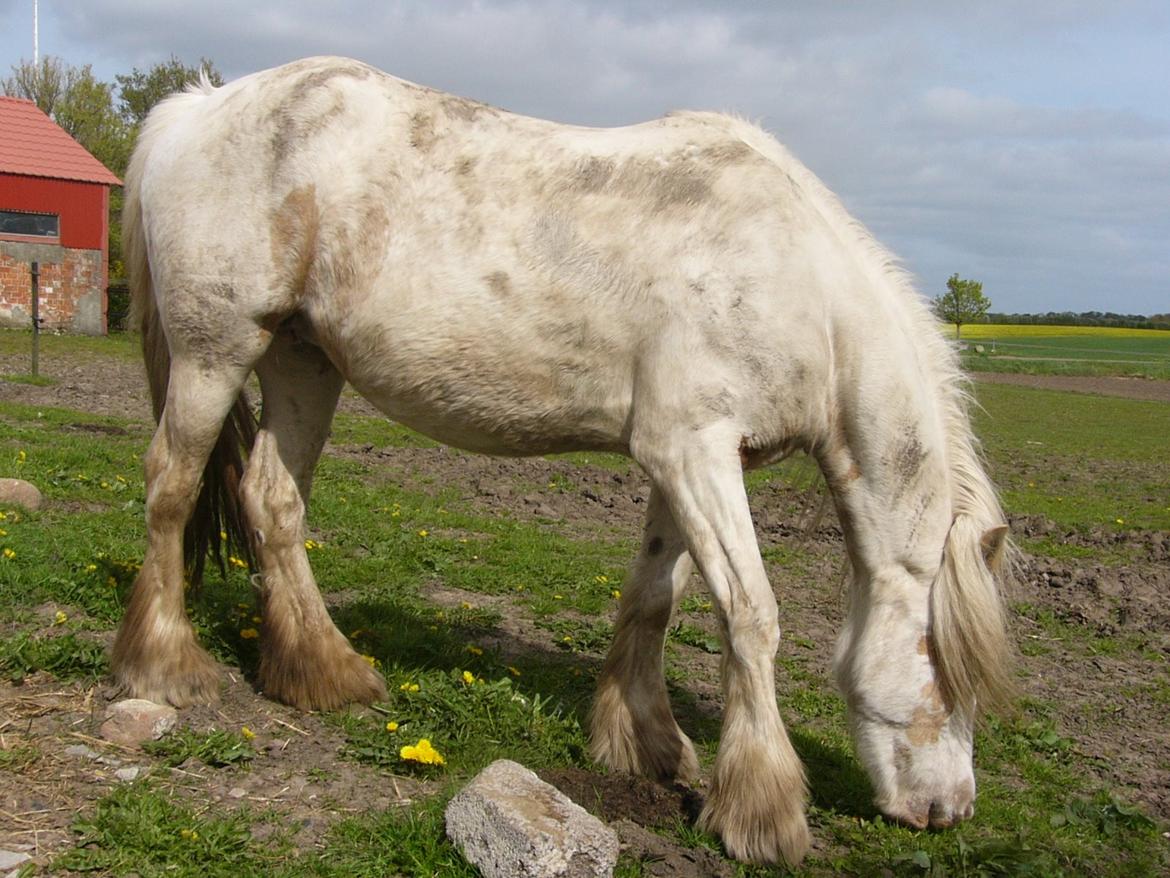 Irish Cob Abildgaards Bambi. billede 14