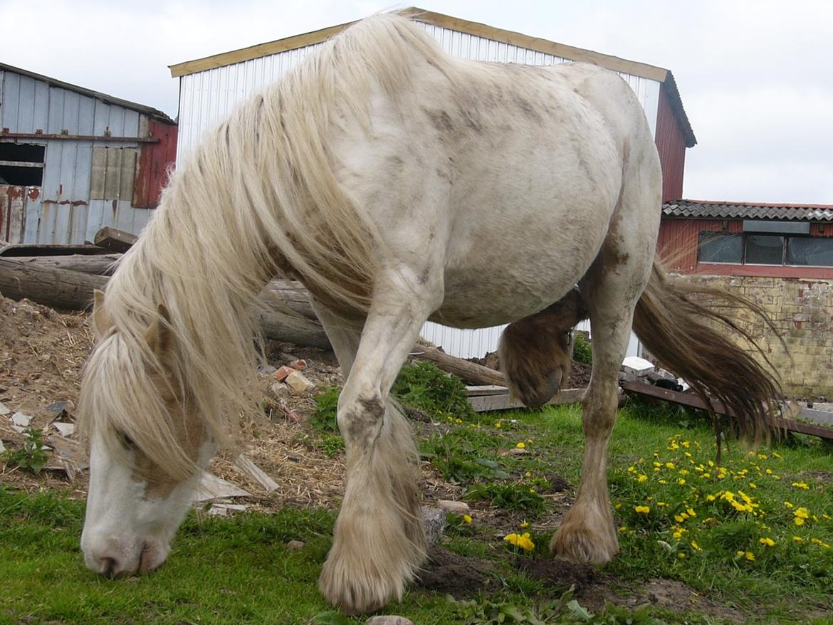 Irish Cob Abildgaards Bambi. billede 16