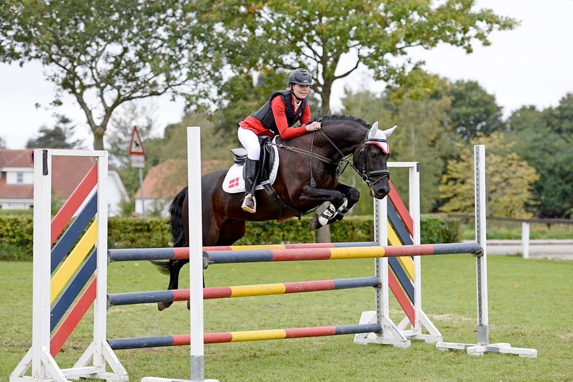 Welsh Cob (sec D) Laban Søholt. billede 2