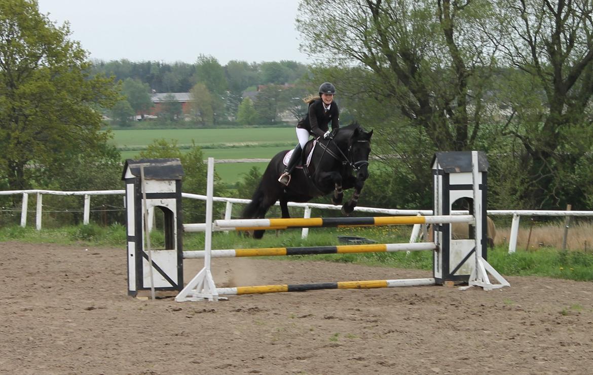 Welsh Cob (sec D) Laban Søholt. billede 3