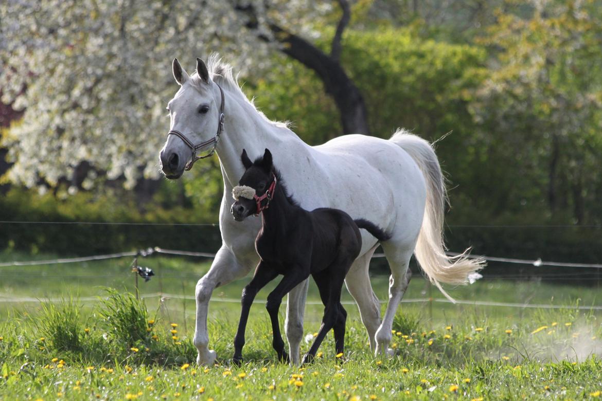 Trakehner Bint-Al-Malika - Så kom hawa og Malika endelig over på den store græsfold!  billede 11