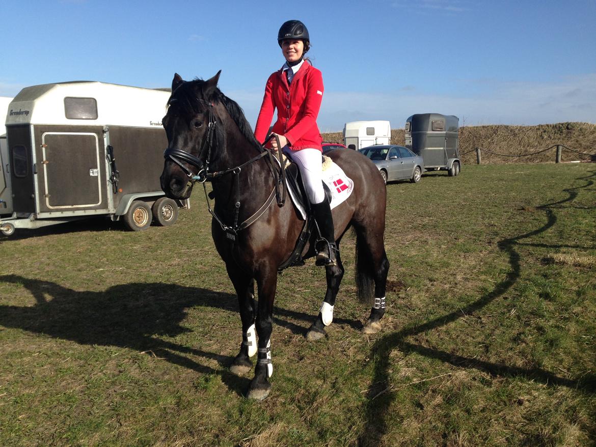 Welsh Cob (sec D) Laban Søholt. billede 25