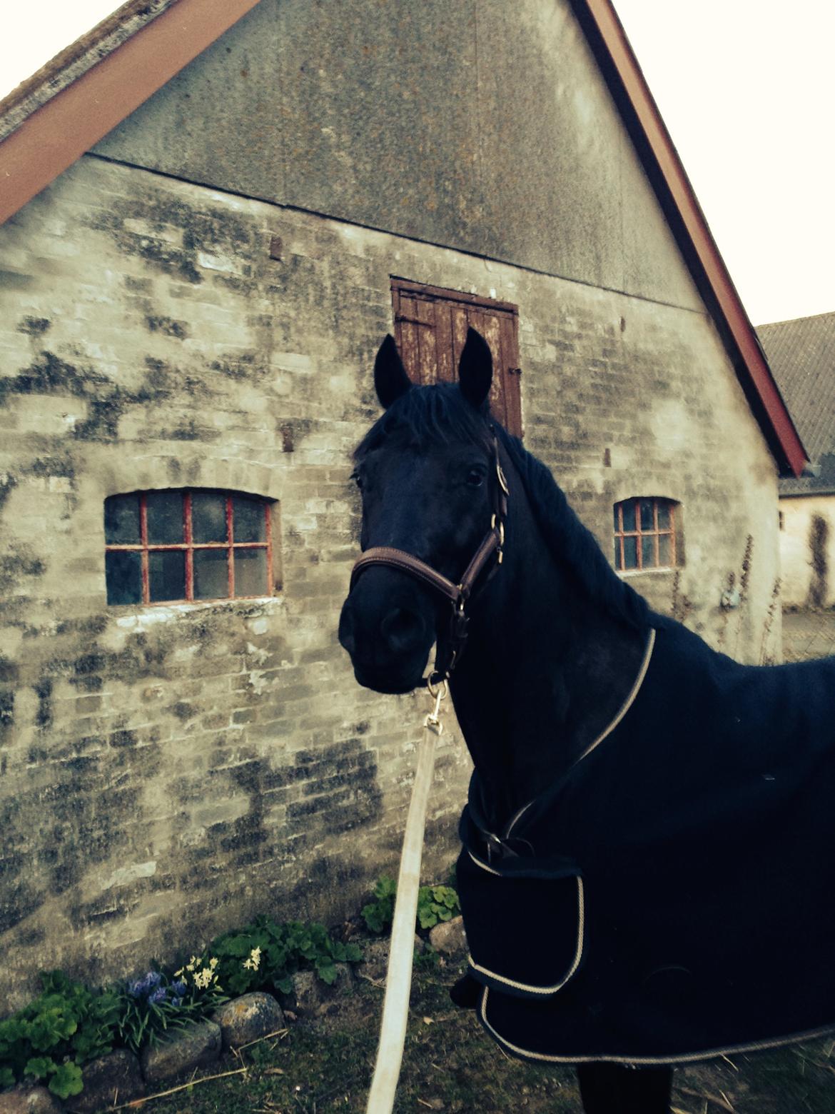 Welsh Cob (sec D) Laban Søholt. billede 6