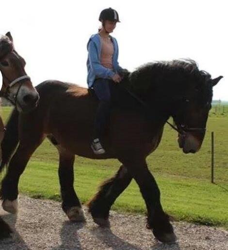 Belgier Bormosens Rollo - Måske sidste travetur på ham. Selvom det var en måned siden at han havde travet med rytter på, så var han fantastisk. Han skuffer  mig aldrig og han er der altid for mig. Hvad skal jeg dog gøre uden dig min dreng.. billede 11