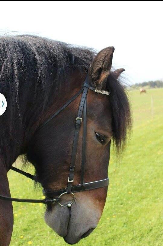 Belgier Bormosens Rollo billede 6