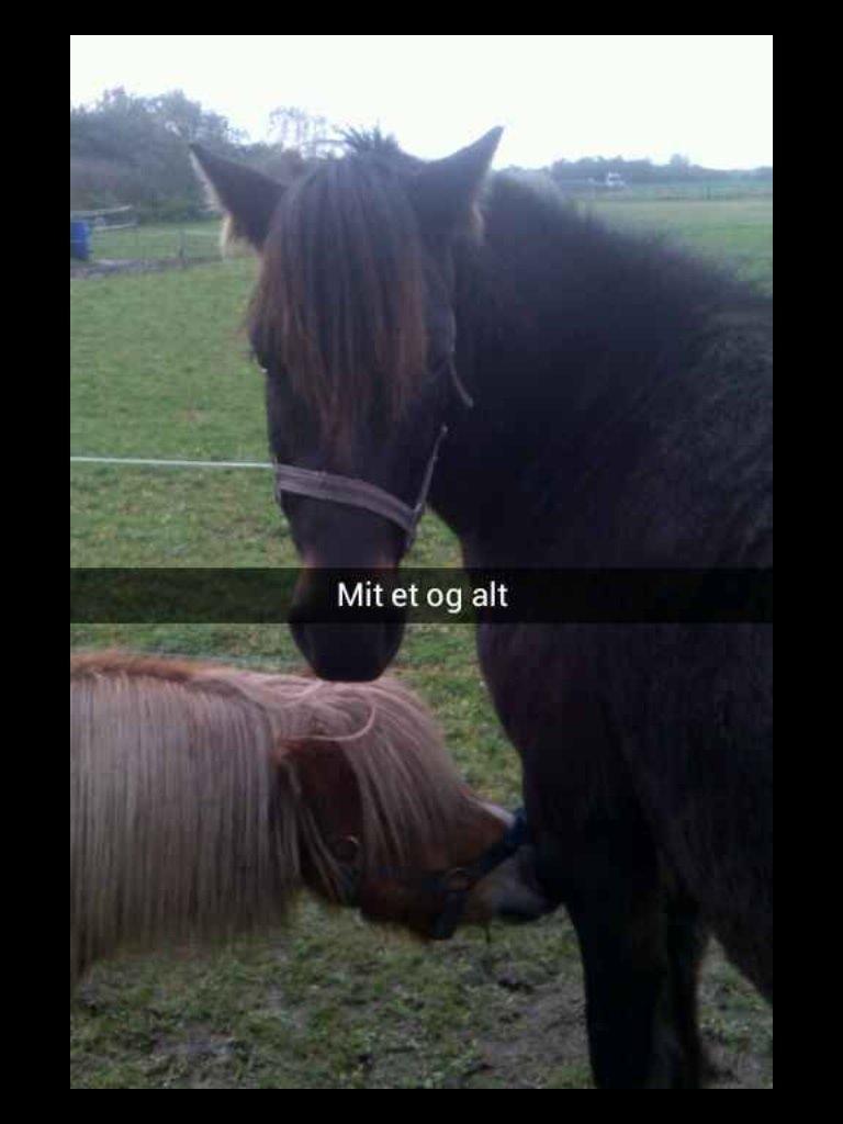 Anden særlig race Sölvi tideligere Ismeal billede 8