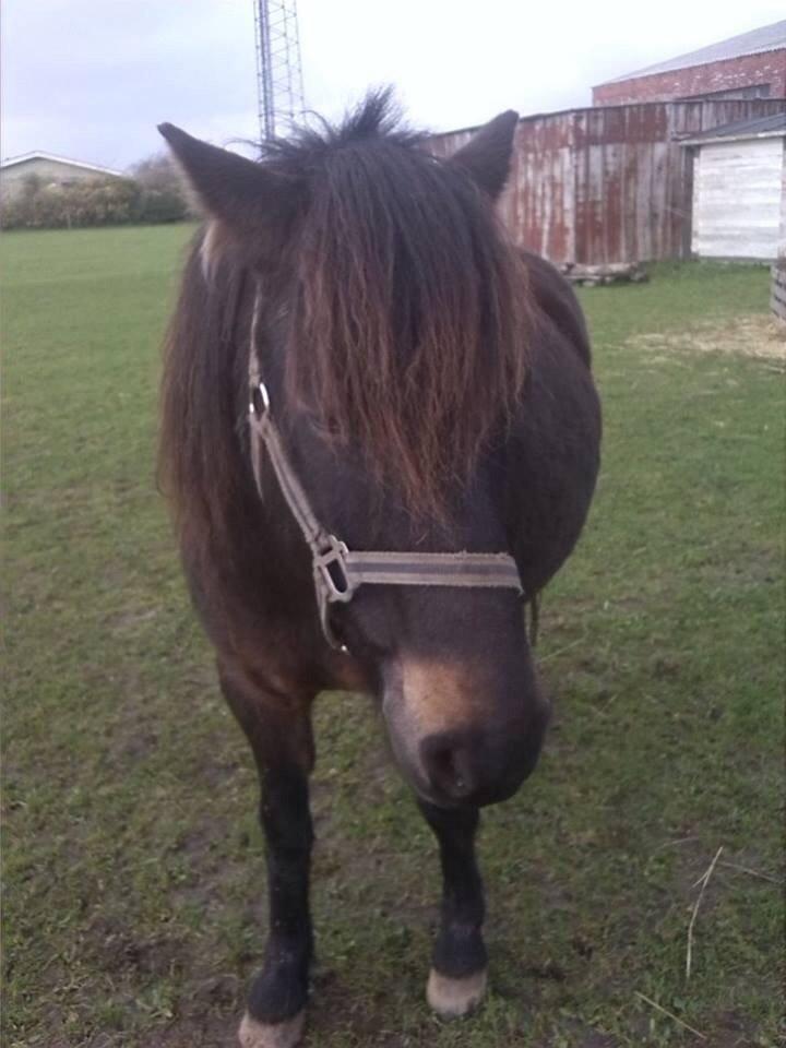 Anden særlig race Sölvi tideligere Ismeal billede 9