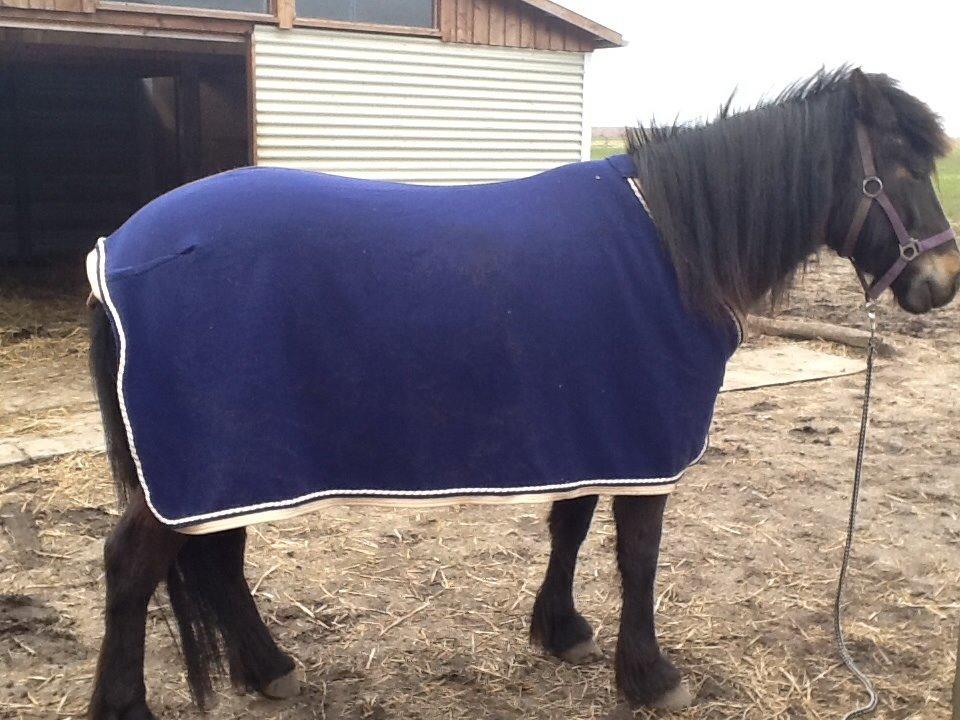 Anden særlig race Sölvi tideligere Ismeal billede 10