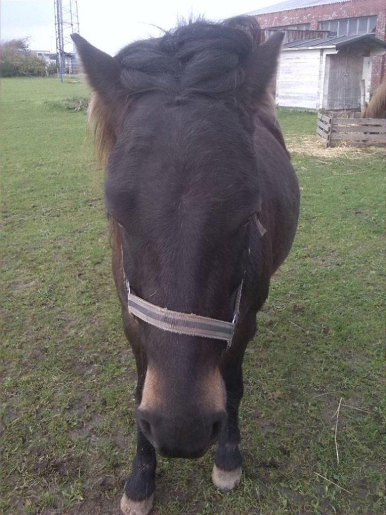 Anden særlig race Sölvi tideligere Ismeal billede 11