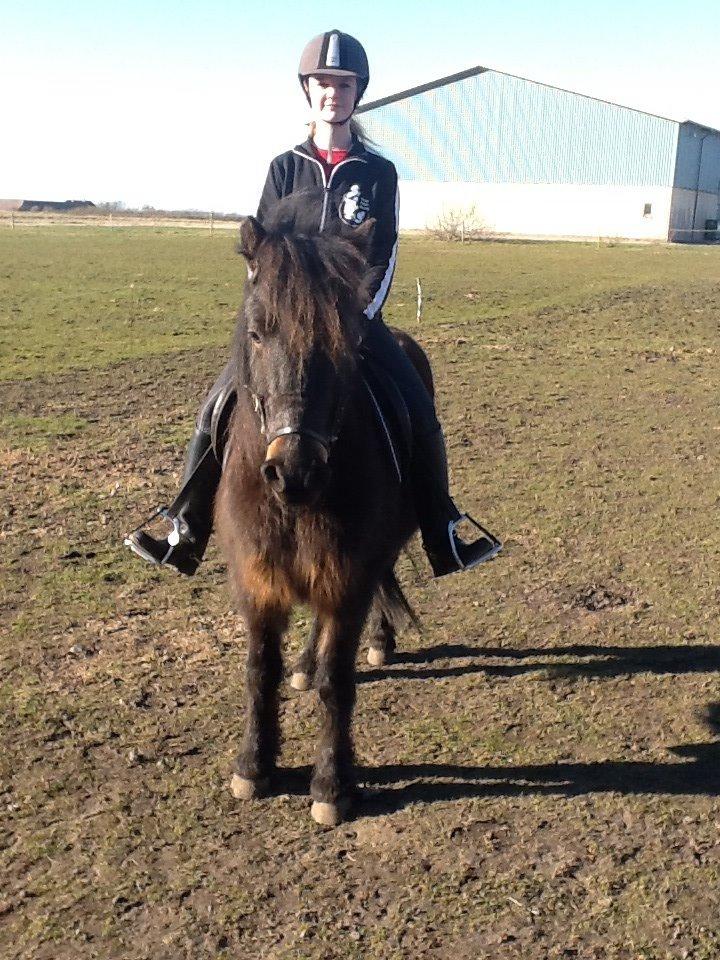 Anden særlig race Sölvi tideligere Ismeal billede 12