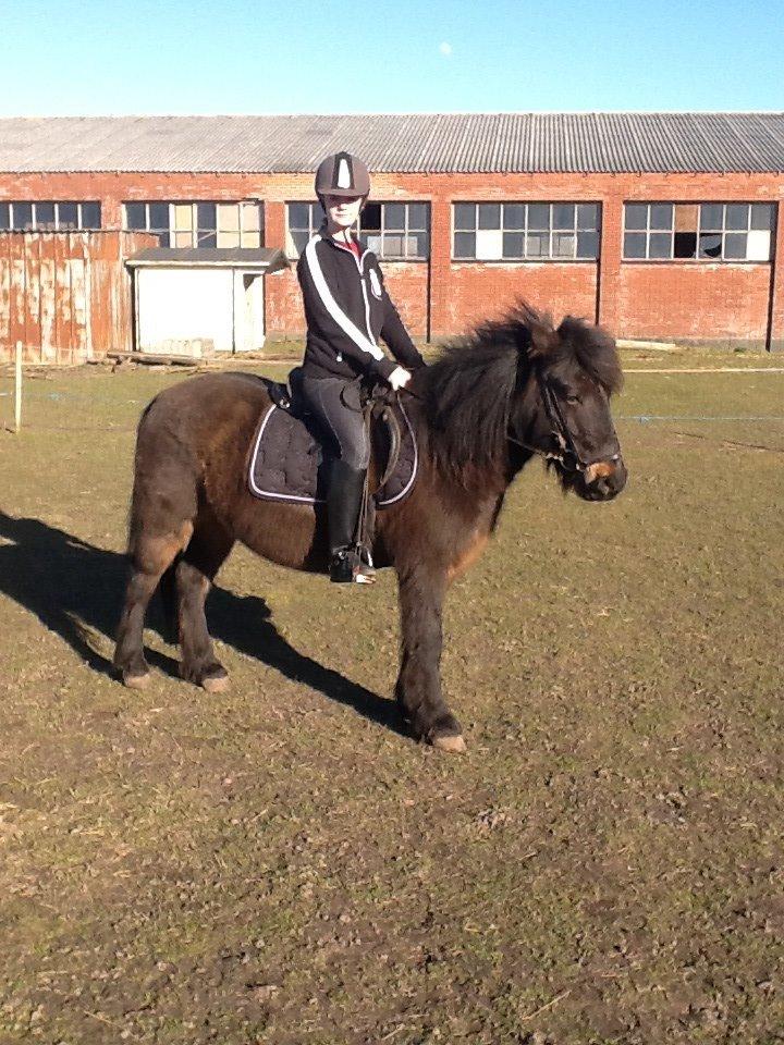 Anden særlig race Sölvi tideligere Ismeal billede 13