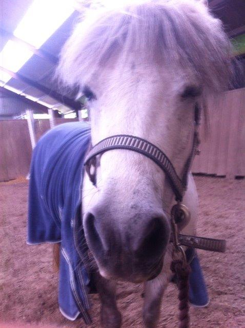 Anden særlig race Smil smilla<3 billede 6