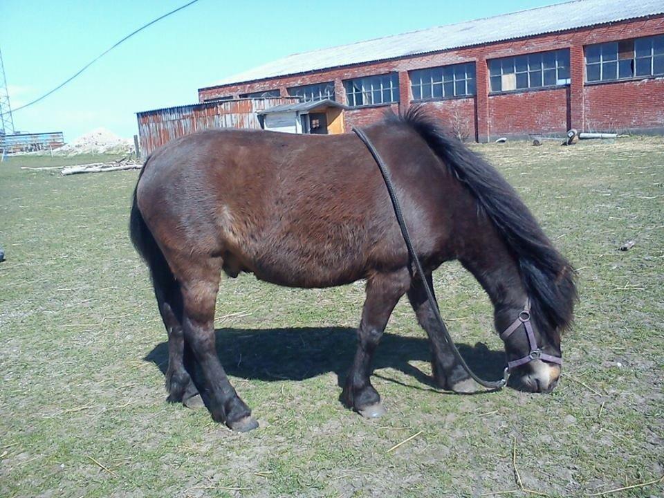 Anden særlig race Sölvi tideligere Ismeal billede 14