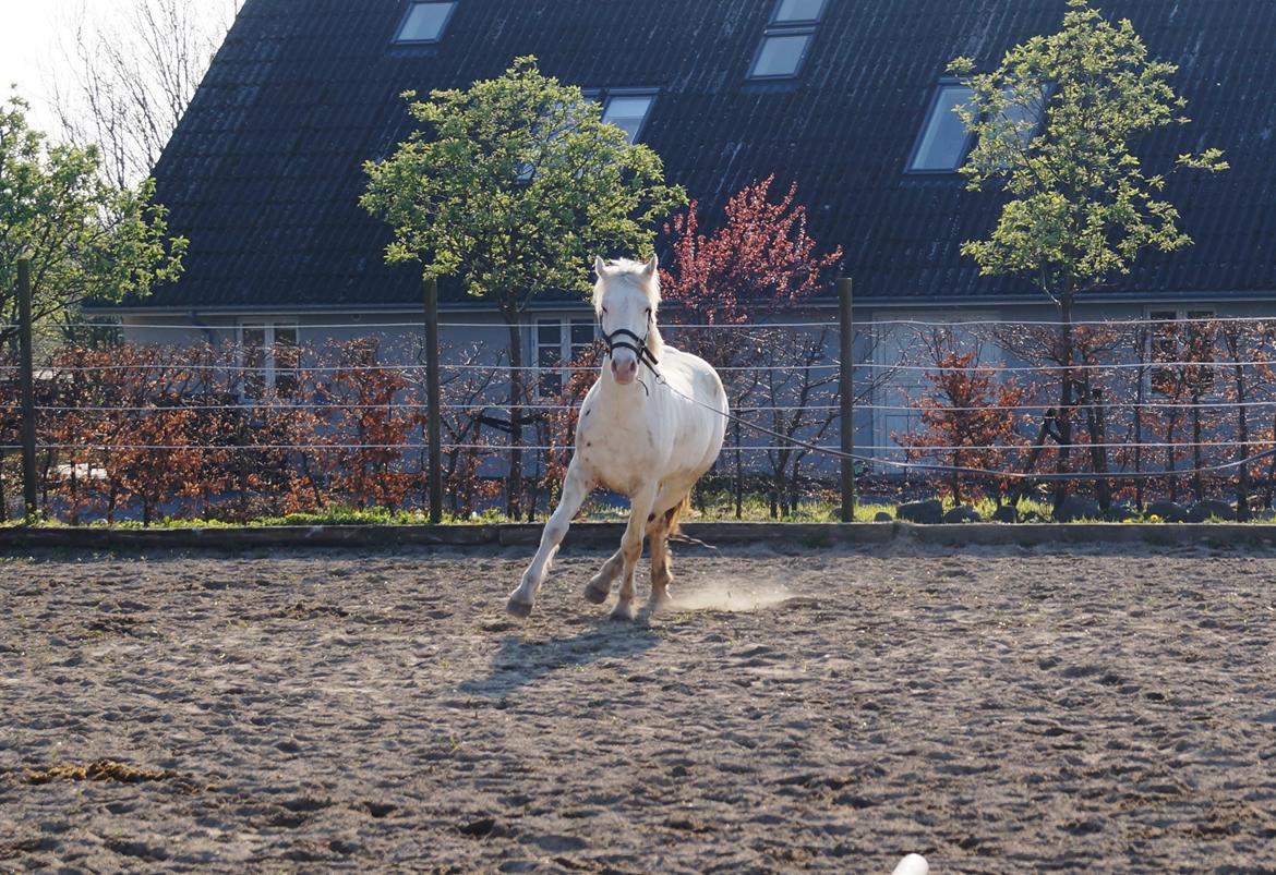 Knabstrupper Kastanielund's Alf billede 16