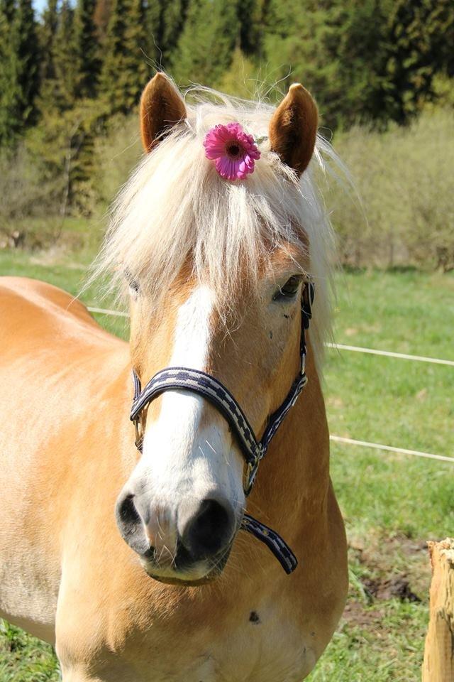 Haflinger Maldini Van Abeele* Min fremtid *<3 billede 1
