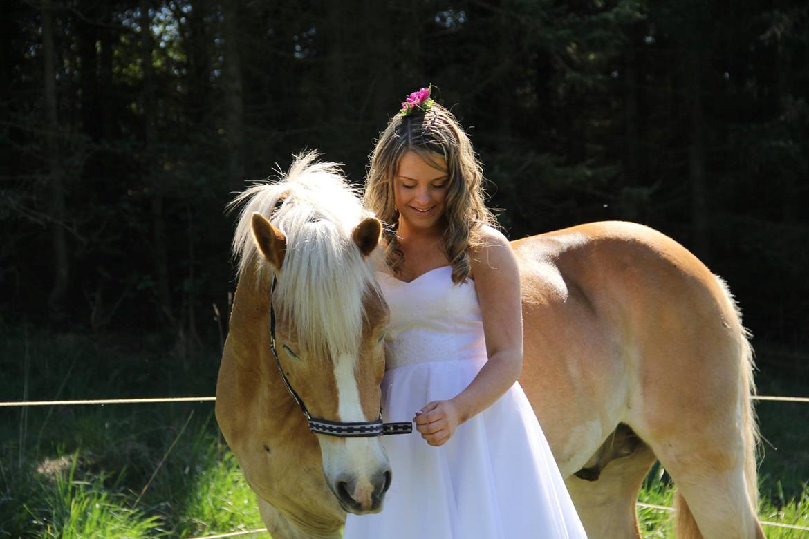 Haflinger Maldini Van Abeele* Min fremtid *<3 billede 3