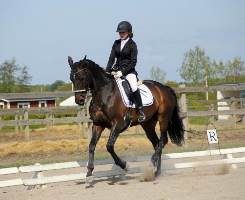 Dansk Varmblod Hanky Panky Firfod billede 23