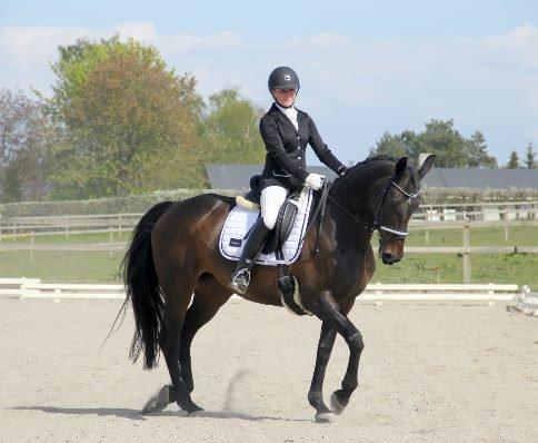 Dansk Varmblod Hanky Panky Firfod billede 32